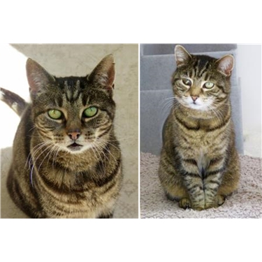 Cats Protection Brighton Branch Cats Protection Brighton Branch