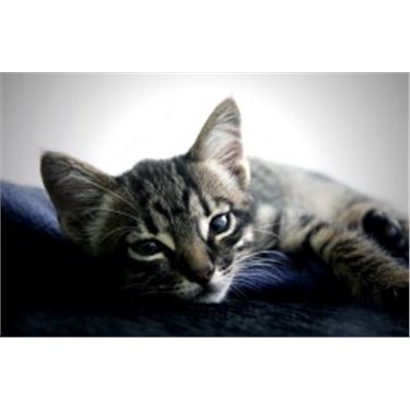 Help with Neutering Costs 2020 Help with Neutering Costs 2020