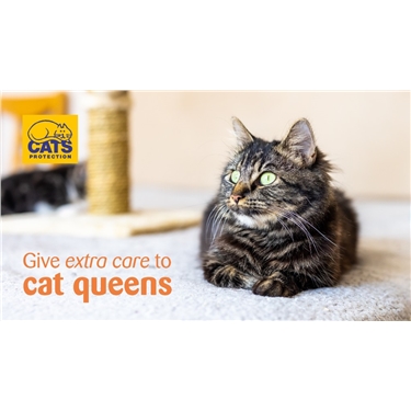 Support Our Cat Queens!