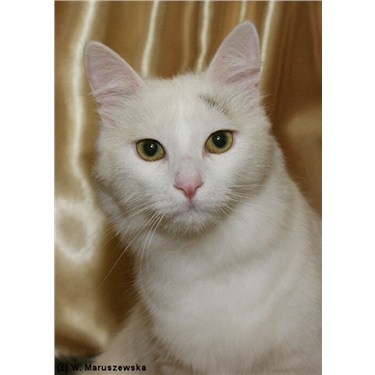 24th Annual Cat Show and Photo Competition now accepting entries! 24th Annual Cat Show and Photo Competition now accepting entries!