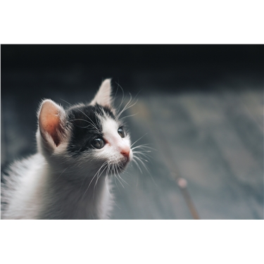 3 Questions to consider before getting a kitten 3 Questions to consider before getting a kitten