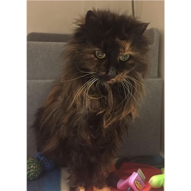 Little Girl is our new Sponsor Cat Little Girl is our new Sponsor Cat
