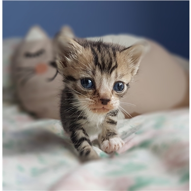 Cats Protection Fosterer Cats Protection Fosterer