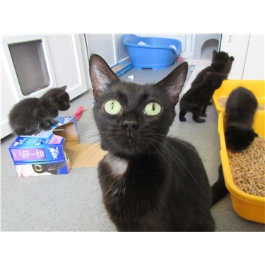 Could you help support Izzy with Cat Pen Sponsorship Could you help support Izzy with Cat Pen Sponsorship