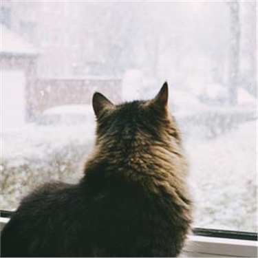 Get set for a purrfect christmas with our online shop Get set for a purrfect christmas with our online shop