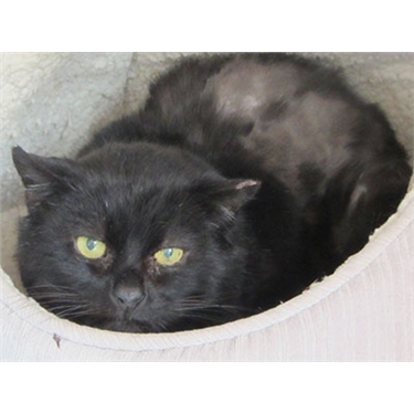 Cat of the Month, March 2018: Akbar Cat of the Month, March 2018: Akbar