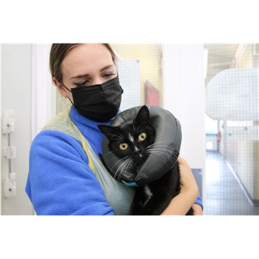 Can you help support local cats this summer? Can you help support local cats this summer?