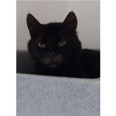 Phillius in our new Cat of the Month Phillius in our new Cat of the Month