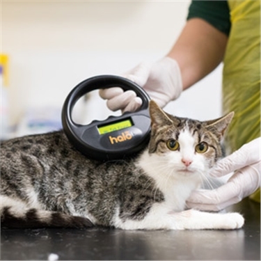 Government call for evidence on compulsory microchipping of cats 