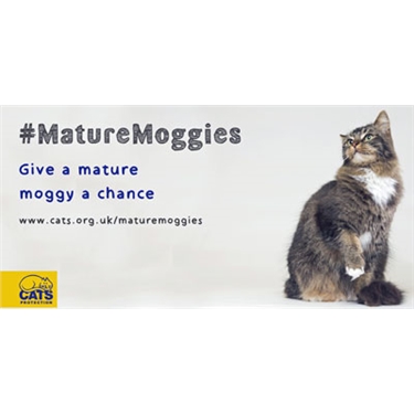 Mature Moggies week Mature Moggies week