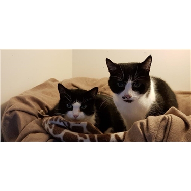Please dont forget about all the cats in our care Please dont forget about all the cats in our care