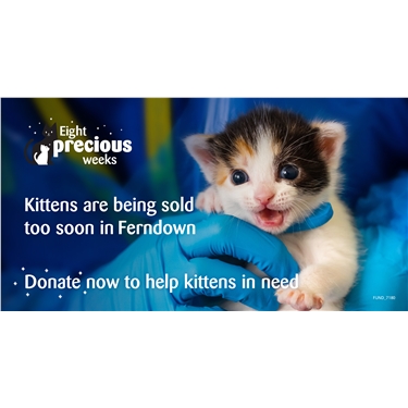8 Precious weeks - Help kittens being sold too soon in Ferndown