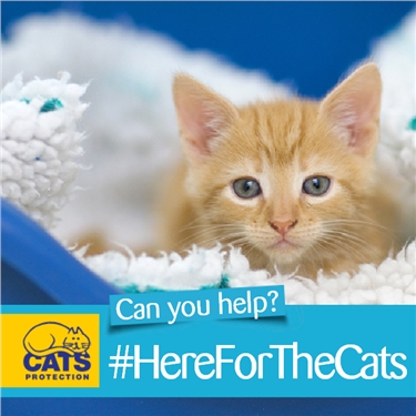 Help us be #HereForTheCats