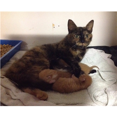 Kittens born during storm Ophelia doing well Kittens born during storm Ophelia doing well