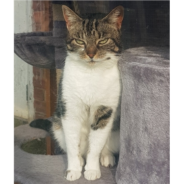 Featured Cat of the Week - Clover Featured Cat of the Week - Clover
