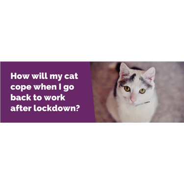 How Will my Cat Cope after Lockdown? How Will my Cat Cope after Lockdown?
