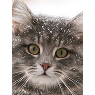 Cold weather tips for cats Cold weather tips for cats