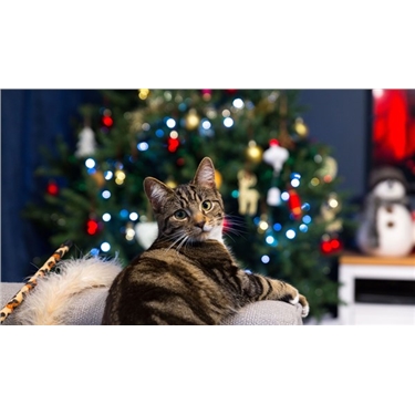 Cats at Christmas Cats at Christmas