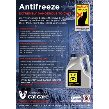 Antifreeze Danger: Warning to Cats Owners Antifreeze Danger: Warning to Cats Owners