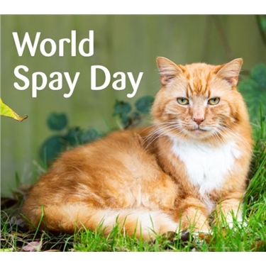 World Spay Day - 23 February 2021 World Spay Day - 23 February 2021