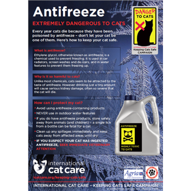 The Dangers of Antifreeze