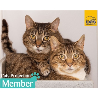 Become a Cats Protection Member today and support our branch