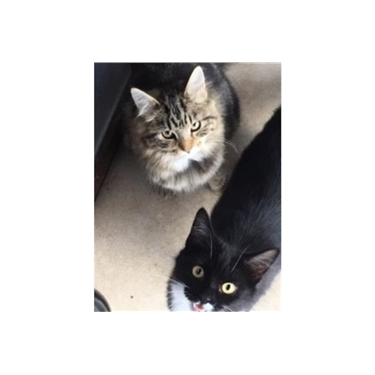 Featured Cats of the Week - Cookie & Ivy Featured Cats of the Week - Cookie & Ivy