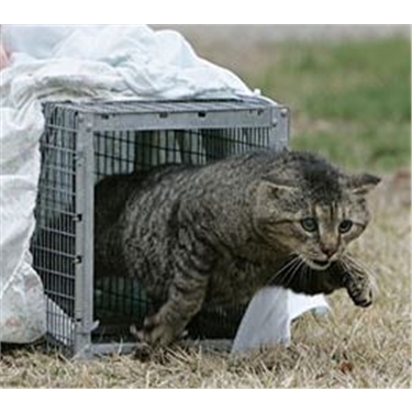 Petition against shooting of Scottish cats trapped by mistake in Wildcat conservation project Petition against shooting of Scottish cats trapped by mistake in Wildcat conservation project