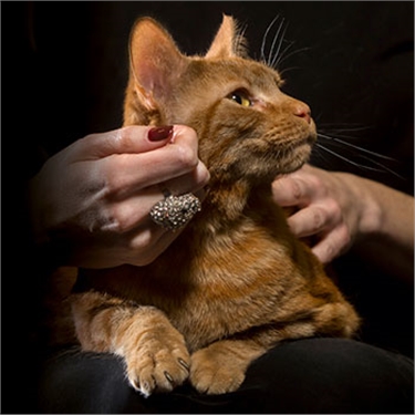Nominate your cat for the National Cat Awards Nominate your cat for the National Cat Awards