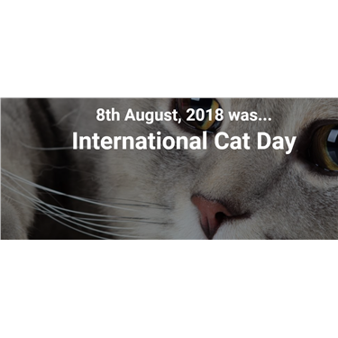 International Cat Day International Cat Day