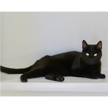 Brighton meow blog: Meet Milo (A playful panther) Brighton meow blog: Meet Milo (A playful panther)