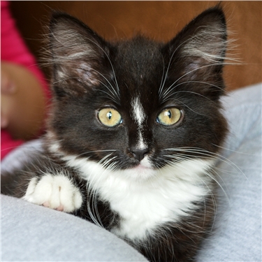 Free neutering offer for your cat - Autumn 2017