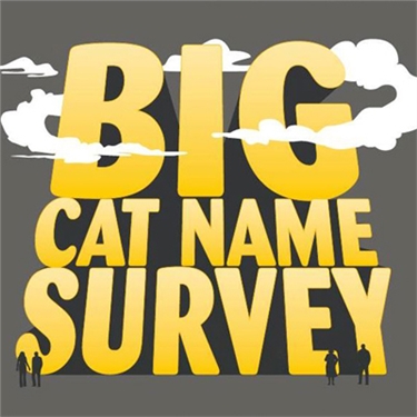 BIG cat name survey BIG cat name survey