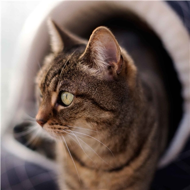 MEPs vote to Protect Our Pets as a resolution to end the illegal trafficking of cats