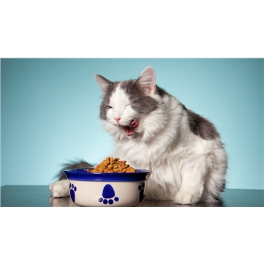 **FEED A FELINE - URGENT FOOD APPEAL** **FEED A FELINE - URGENT FOOD APPEAL**