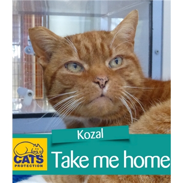 Kozal is Cat of the Month Kozal is Cat of the Month