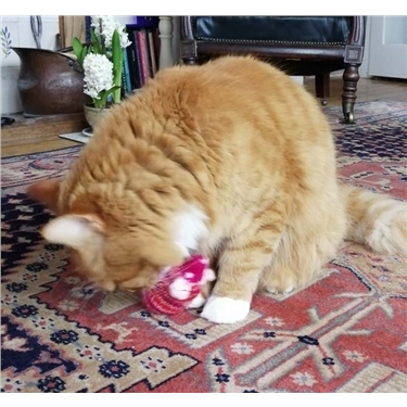 Catnip Crazy Catnip Crazy
