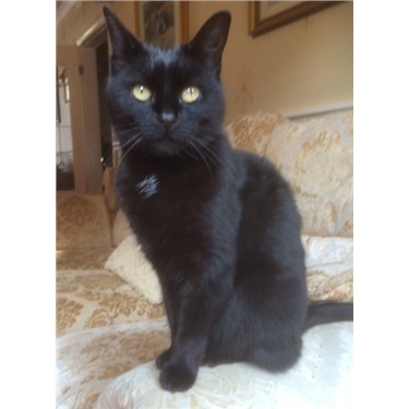Help black cats in Brum improve their luck