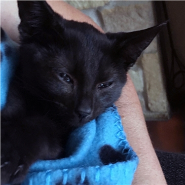 beautiful black cats