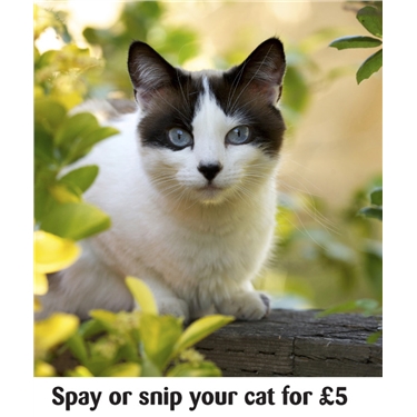 Neutering campaign to continue Neutering campaign to continue