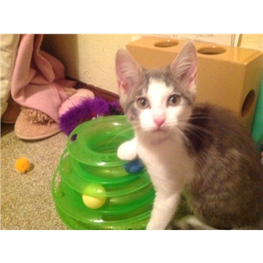 Kitten food needed Kitten food needed