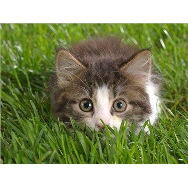 Cats Protection Volunteer Recruitment West England, Wales & NI Cats Protection Volunteer Recruitment West England, Wales & NI