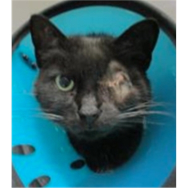 Little Girl - new Sponsor Cat Little Girl - new Sponsor Cat
