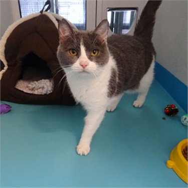Cats from testing facility ready to find homes Cats from testing facility ready to find homes