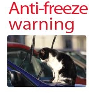 The danger of antifreeze