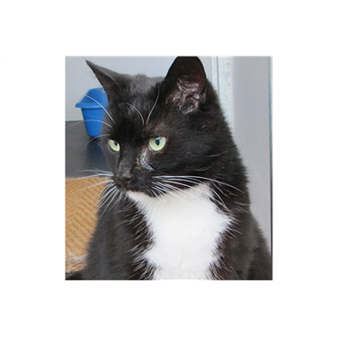 Cat of the Month, September 2017: Turpin Cat of the Month, September 2017: Turpin