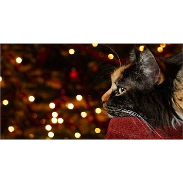 Kit-mas Fayre! Kit-mas Fayre!