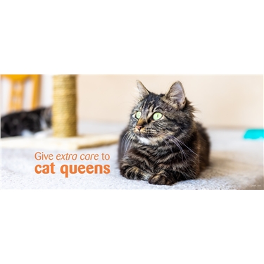 Summer appeal for the queens in our care