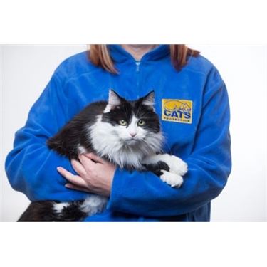 Volunteer with us to help support cats in our care 