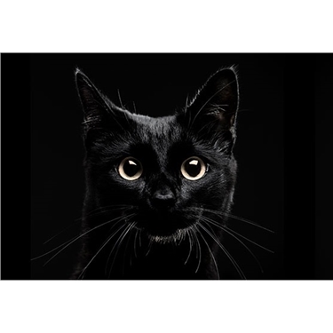 National Black Cat Day - Tuesday 27th October 2015 National Black Cat Day - Tuesday 27th October 2015